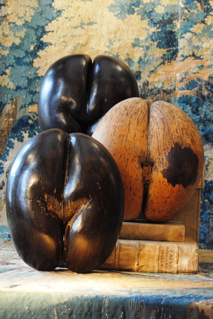 collection of coco de mer/Seychelles nuts ...