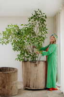 dugout treetrunk planters ...