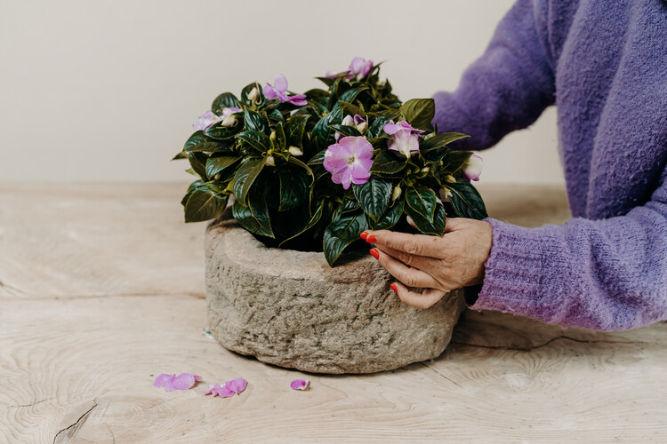 pink, lilac, purple ...