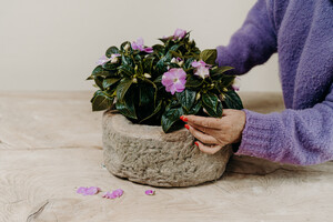 pink, lilac, purple ...